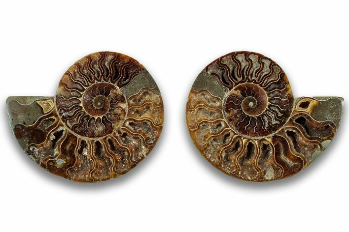 Cut & Polished, Agatized Ammonite Fossil - Crystal Pockets #323386